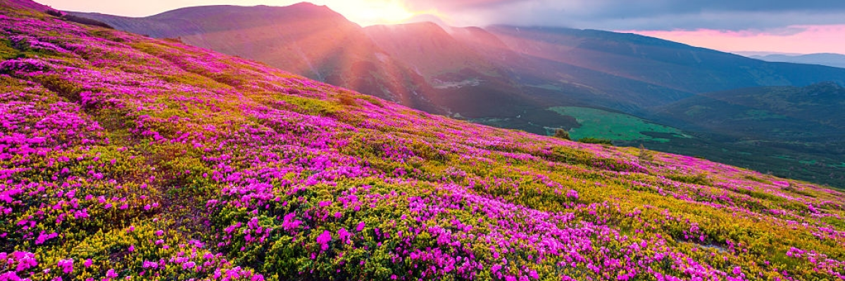 1-lW05RlARF0vAhJMdVRGxVw